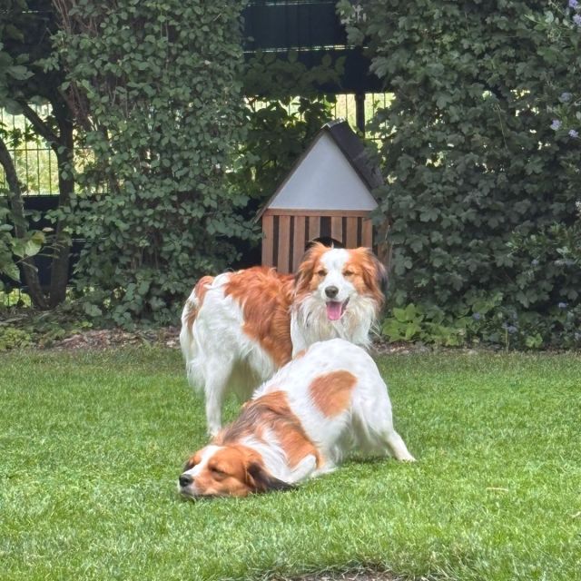 Foto von Higgins