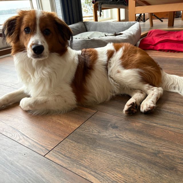 Foto von Felix