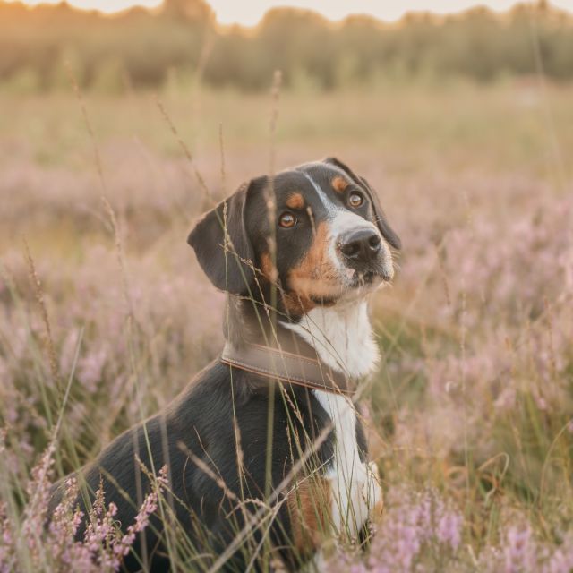 Foto von Winston