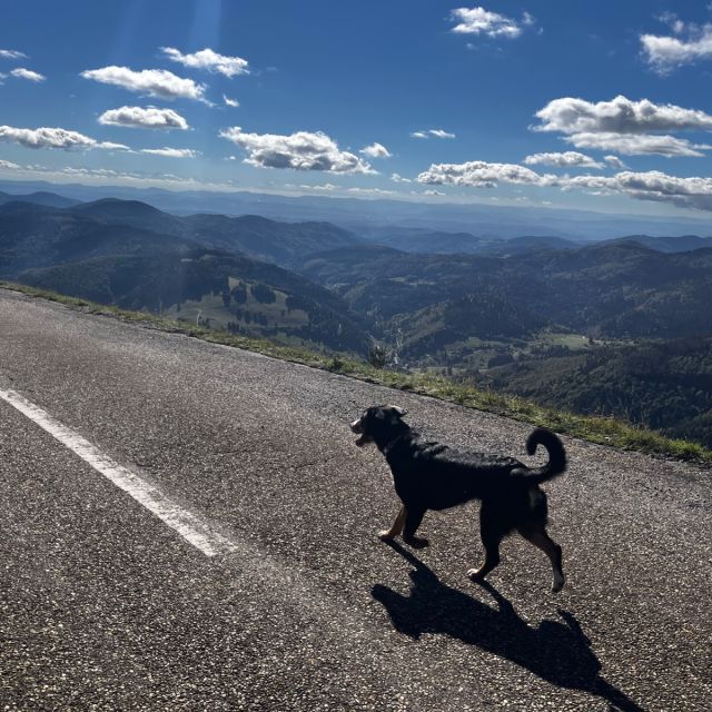 Foto von Nala