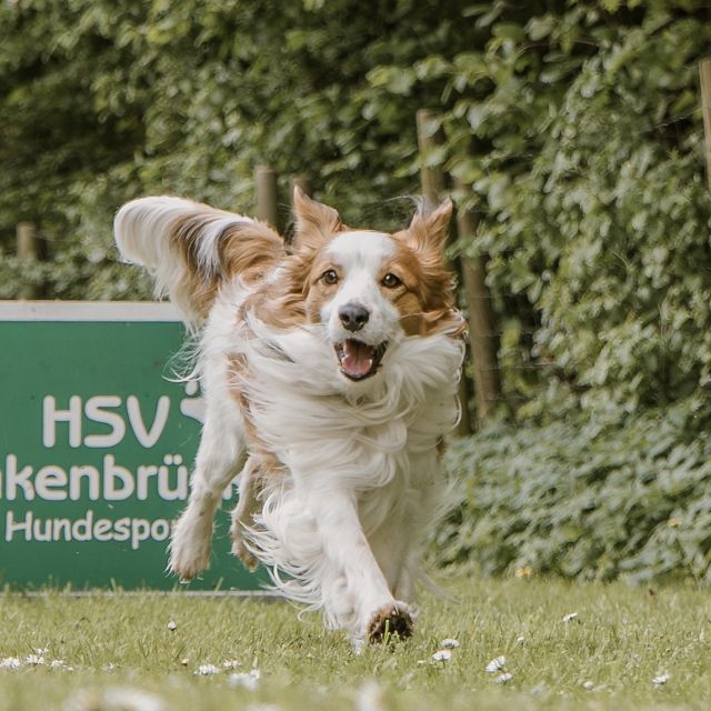 Foto von Higgins