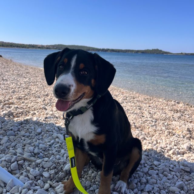 Foto von Nala
