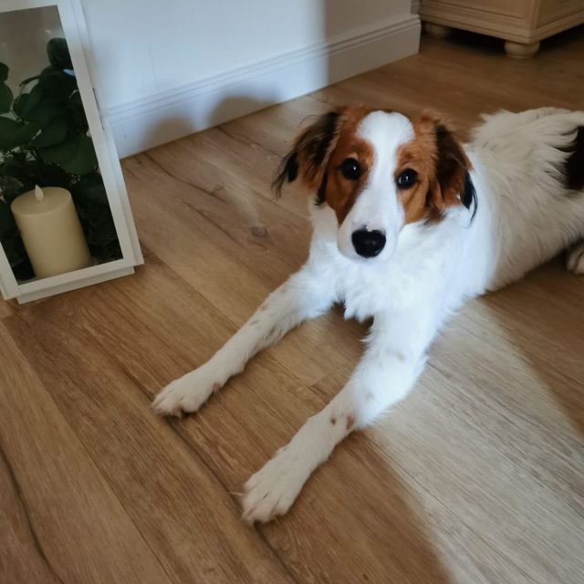 Foto von Mika