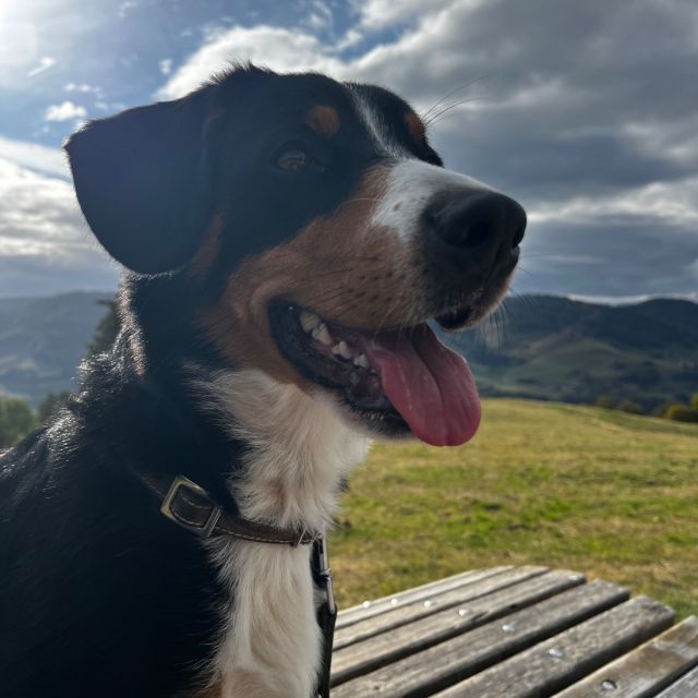 Foto von Nala