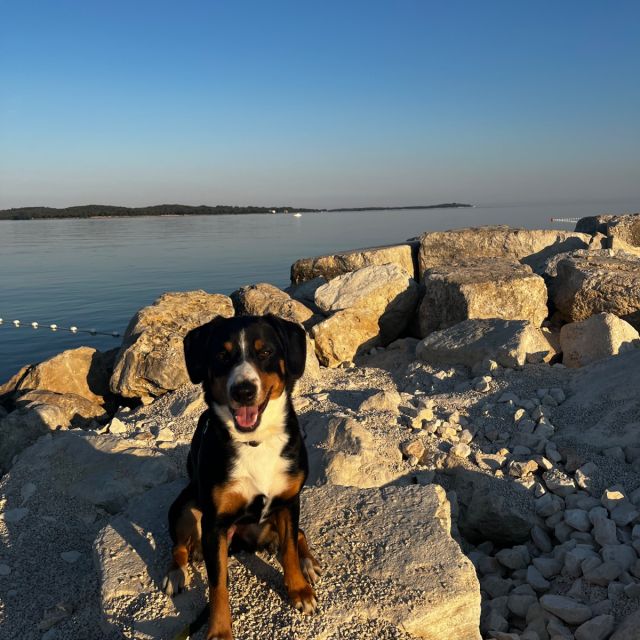 Foto von Nala