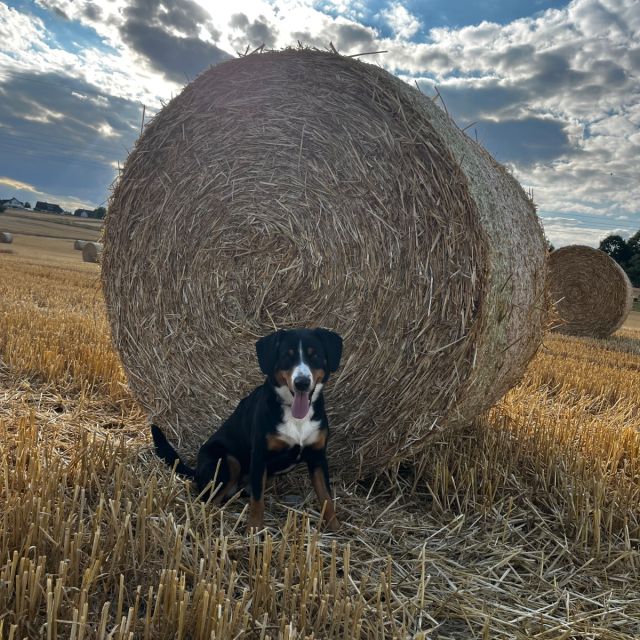 Foto von Nala