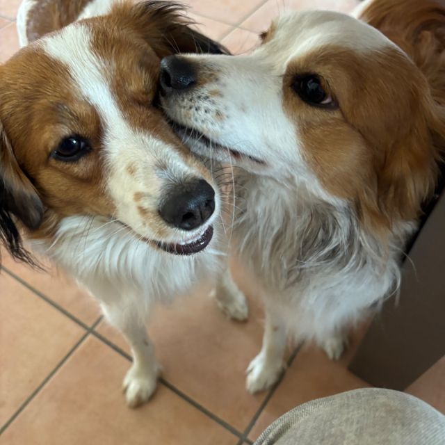 Foto einer Welpenfamilie
